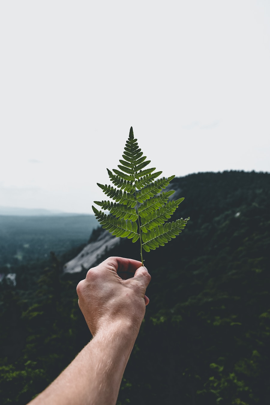 Photo "Connection with Nature: Ideas for a Greener Lifestyle"