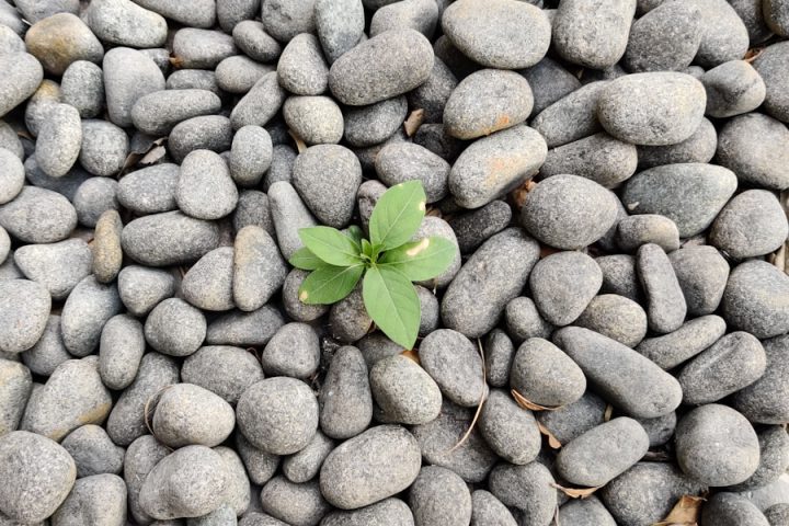 Photo Growth mindset: Overcoming challenges and learning from mistakes